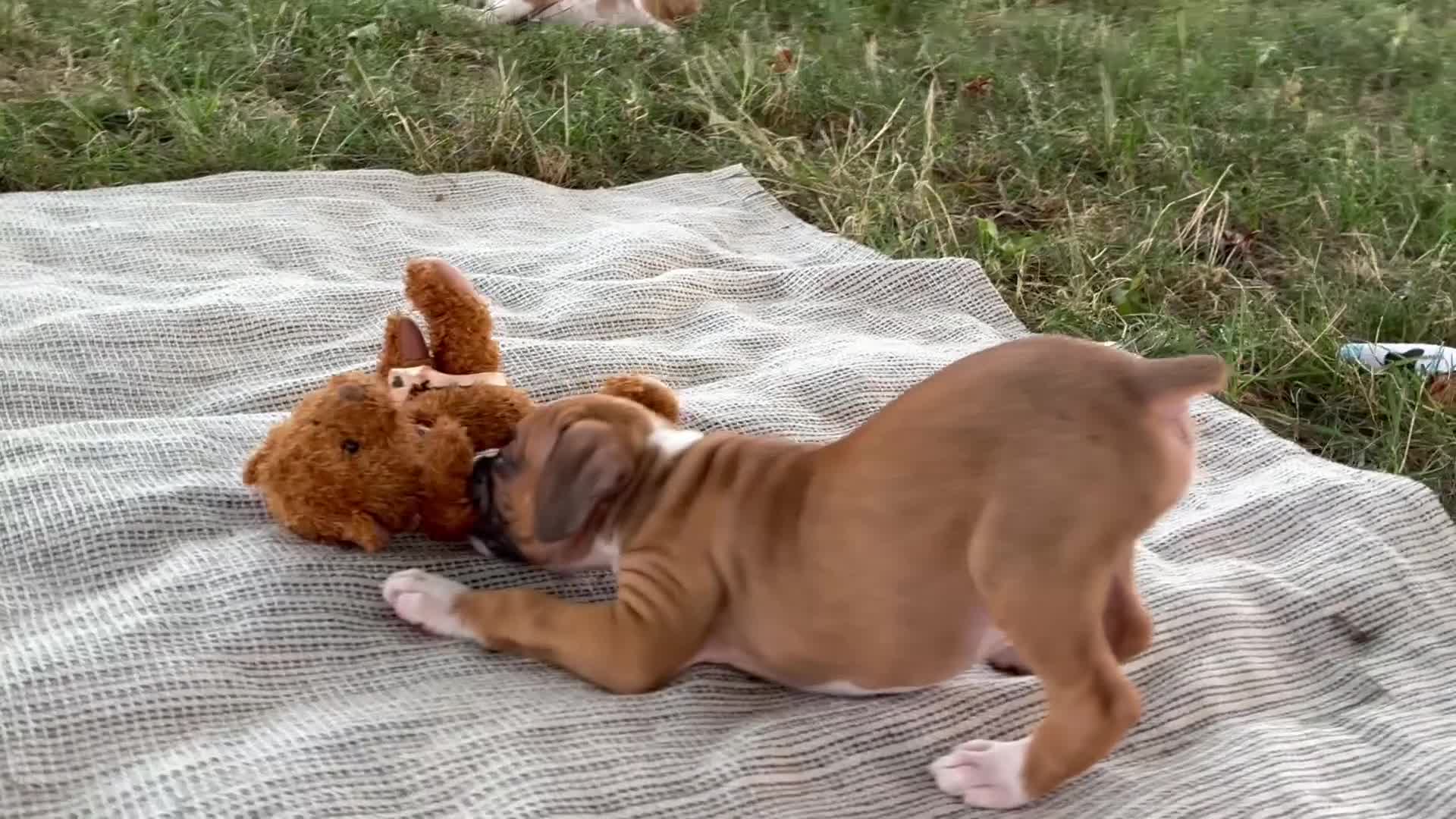Boxer dogs for sale: Cash - Video 2