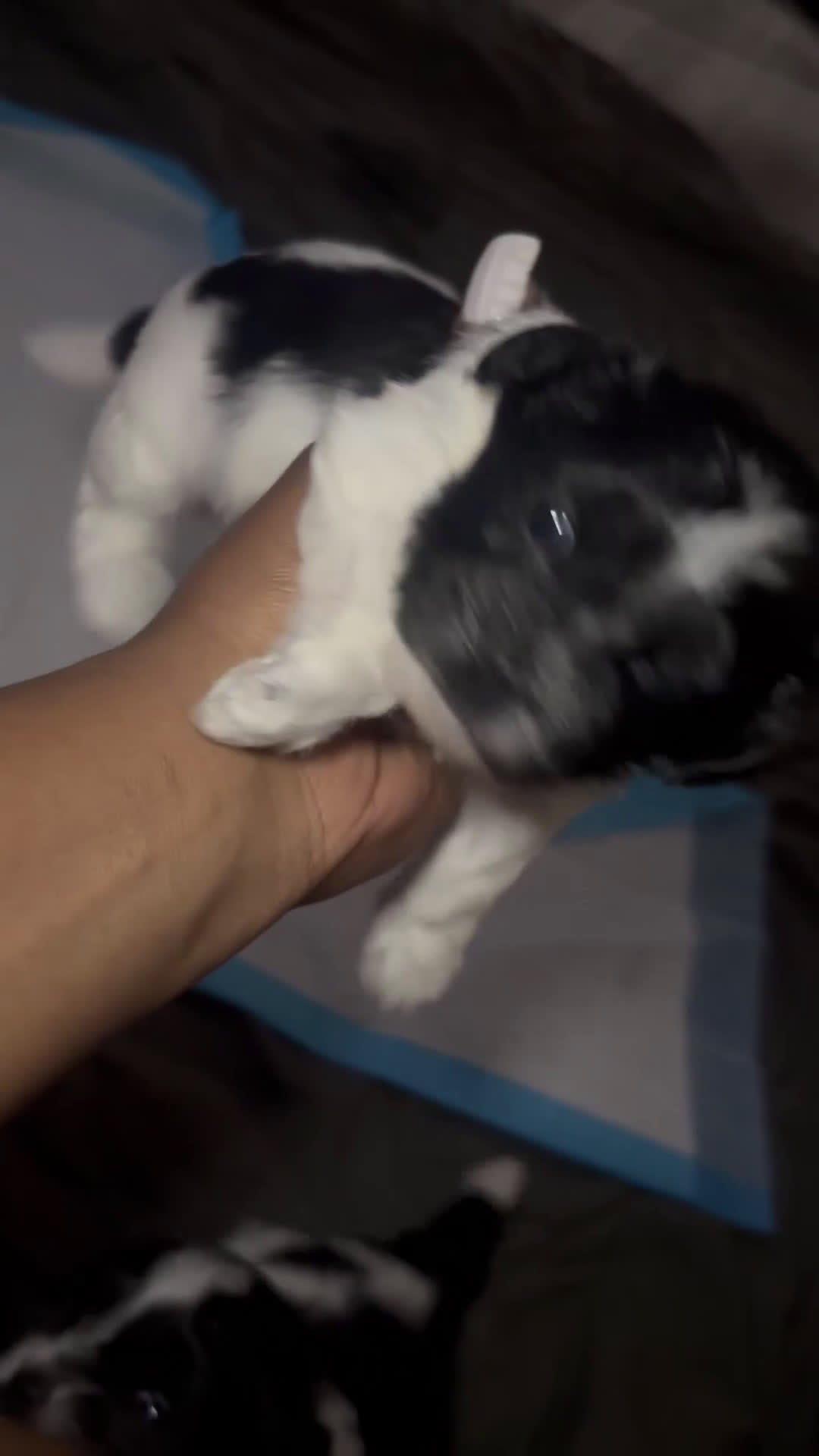 Mixed Breed dogs for sale: Mixed Breed Puppy 1 - Video 1