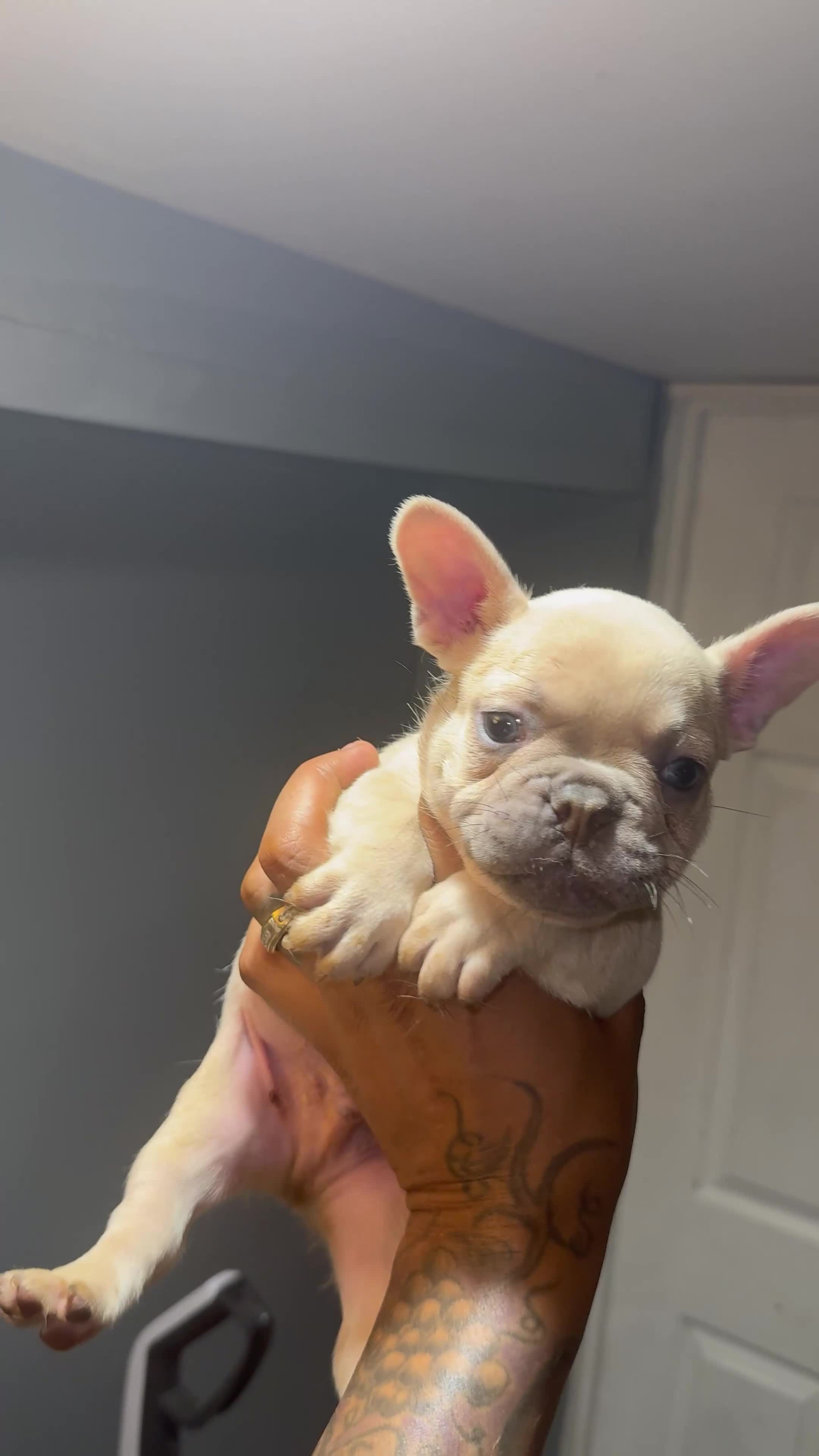 French Bulldog dogs for sale: French Bulldog Puppy 2 - Video 4