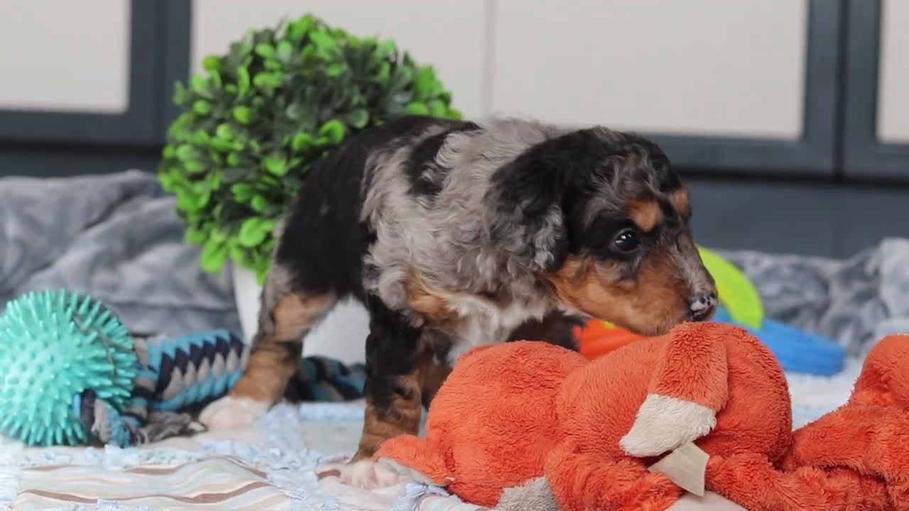 Mini Bernedoodle dogs for sale: Pearl - Video 1