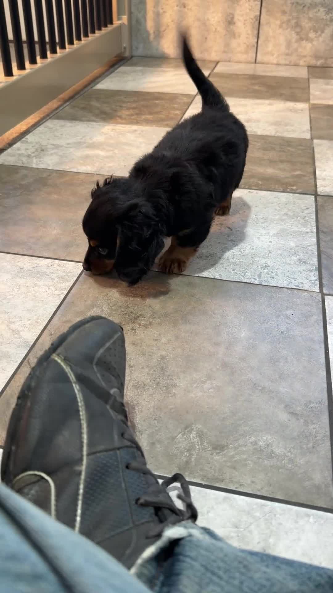 Dachshund dogs for sale: Oliver - Video 1
