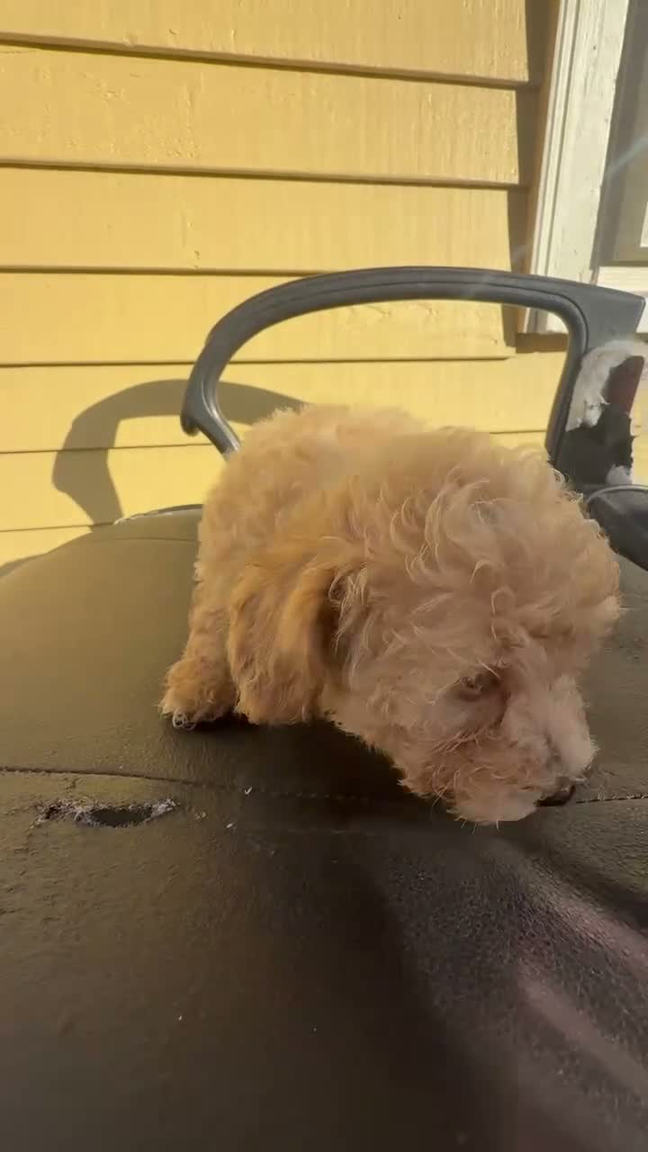 Mini Goldendoodle dogs for sale: Mini Goldendoodle 2 - Video 1