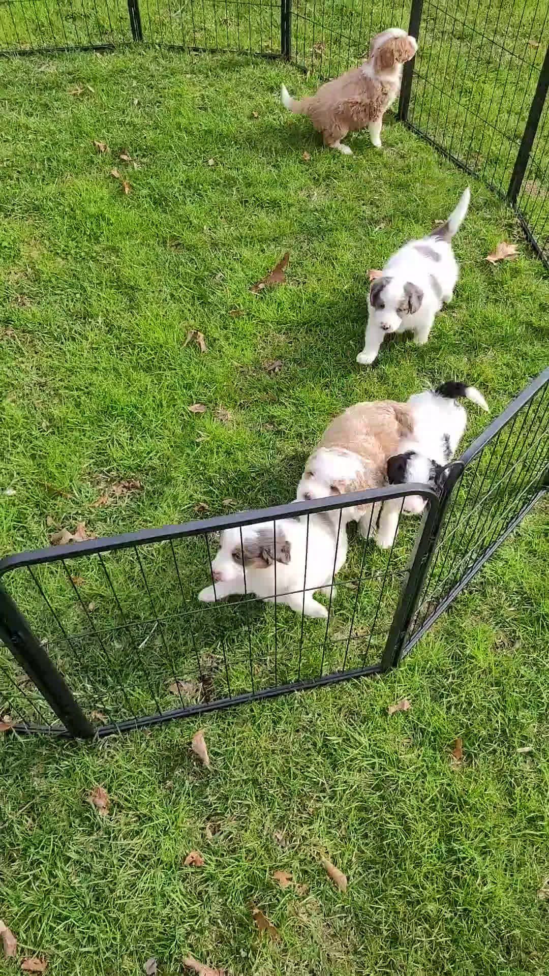 Mini Bernedoodle dogs for sale: Mason - Video 1