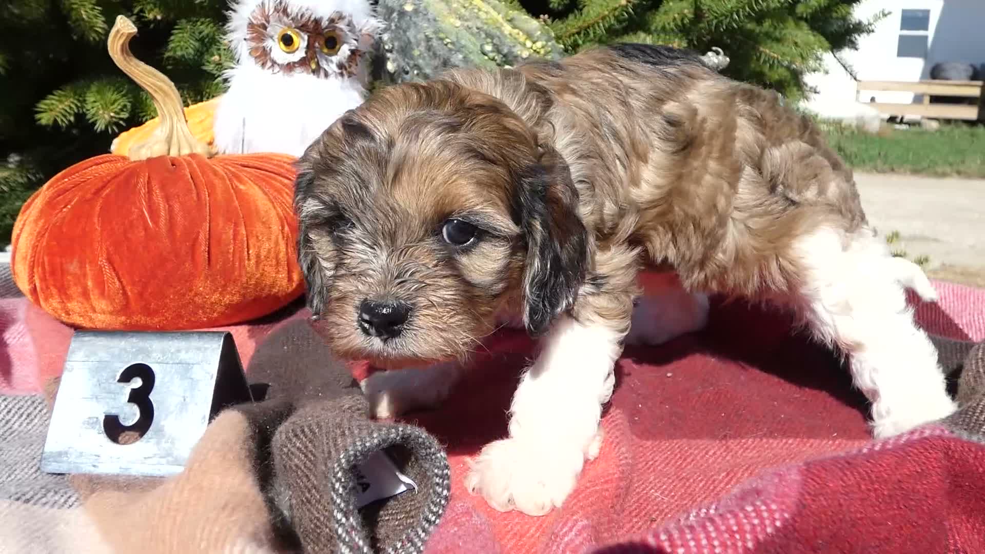 Cavapoo dogs for sale: Cavapoo 4 Duffy - Video 5