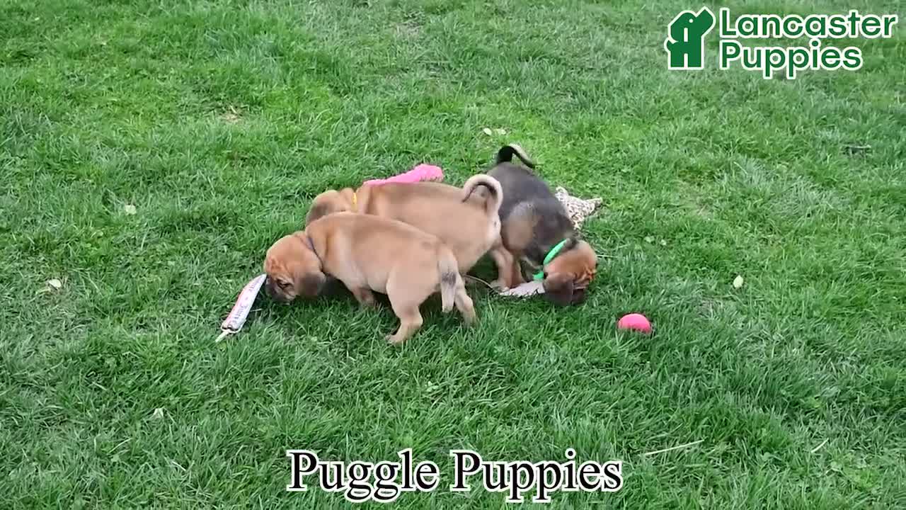 Puggle dogs for sale: Quentilla - Video 1