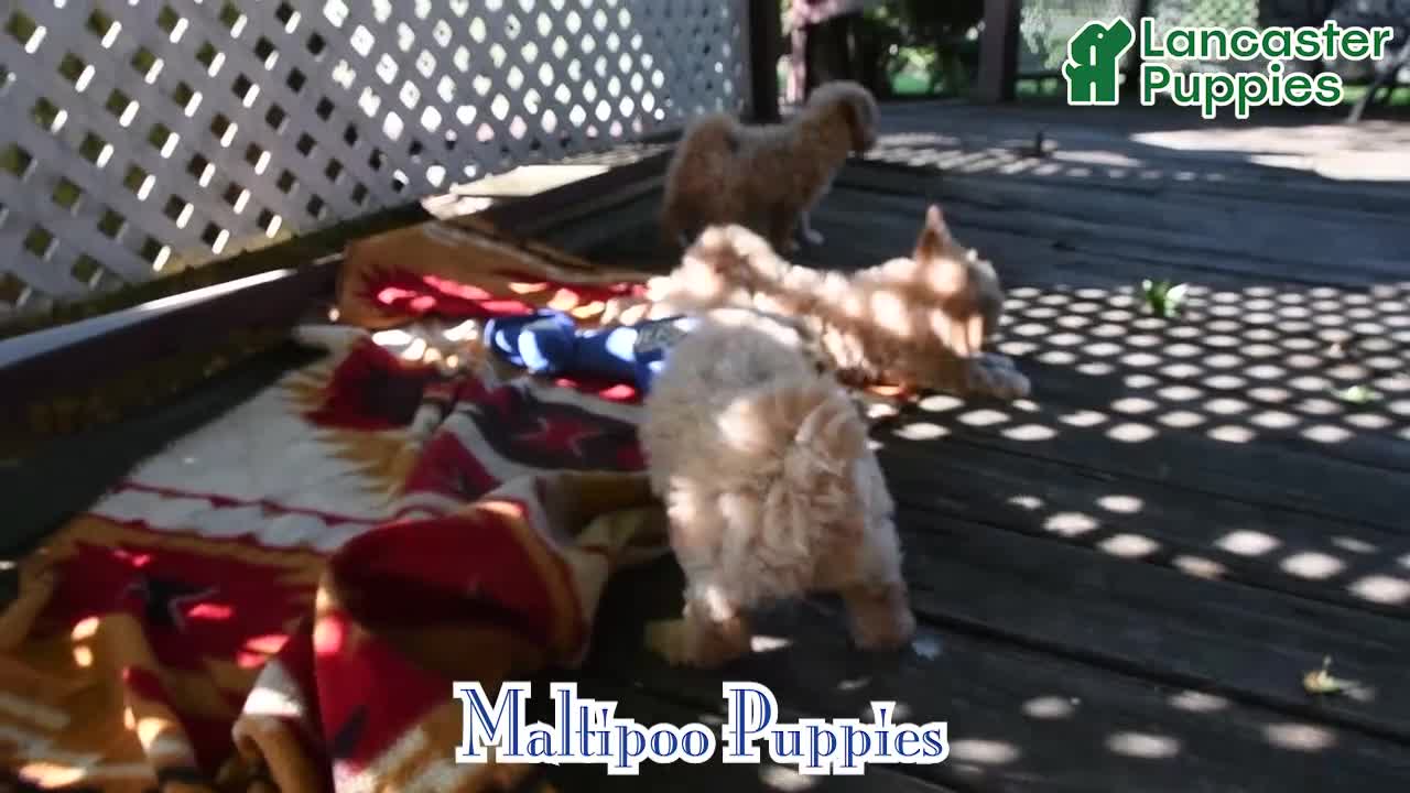 Maltipoo dogs for sale: Cinnamon - Video 1