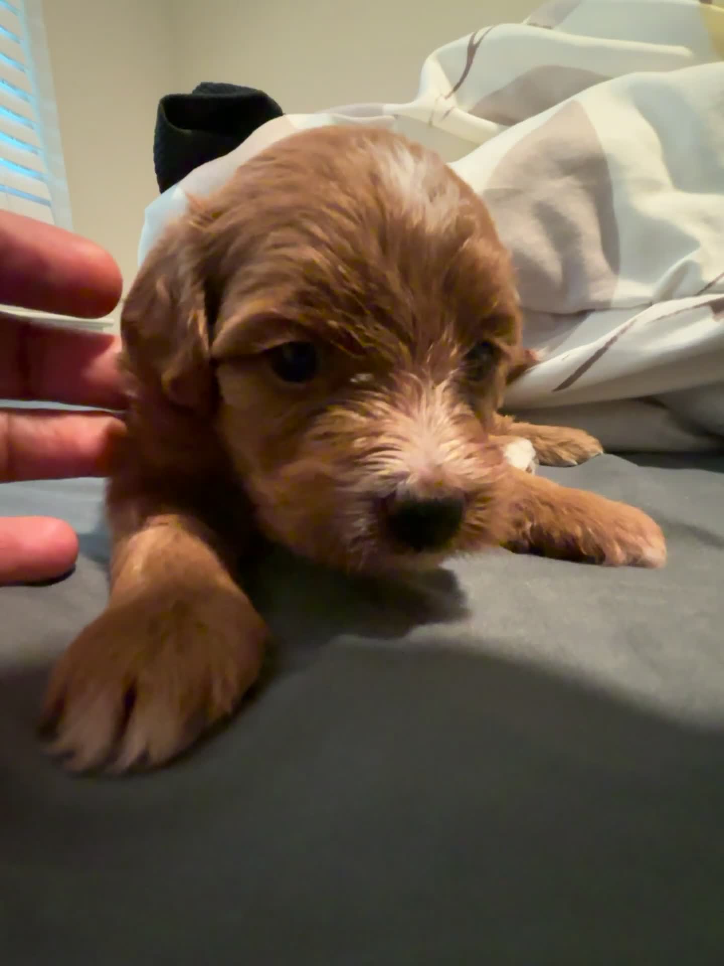 Mini Aussiedoodle dogs for sale: Mini Aussiedoodle 4 - Video 1