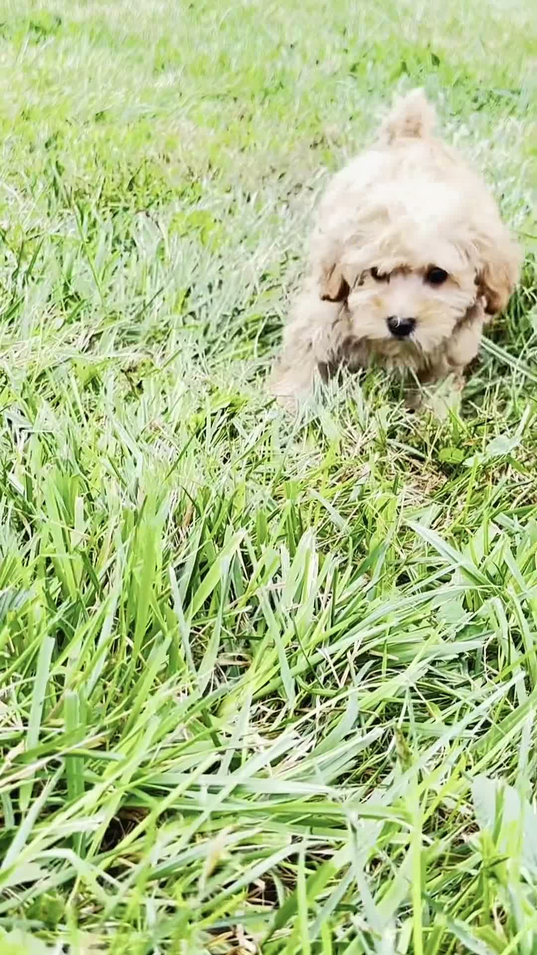 Maltipoo dogs for sale: Pixie - Video 1