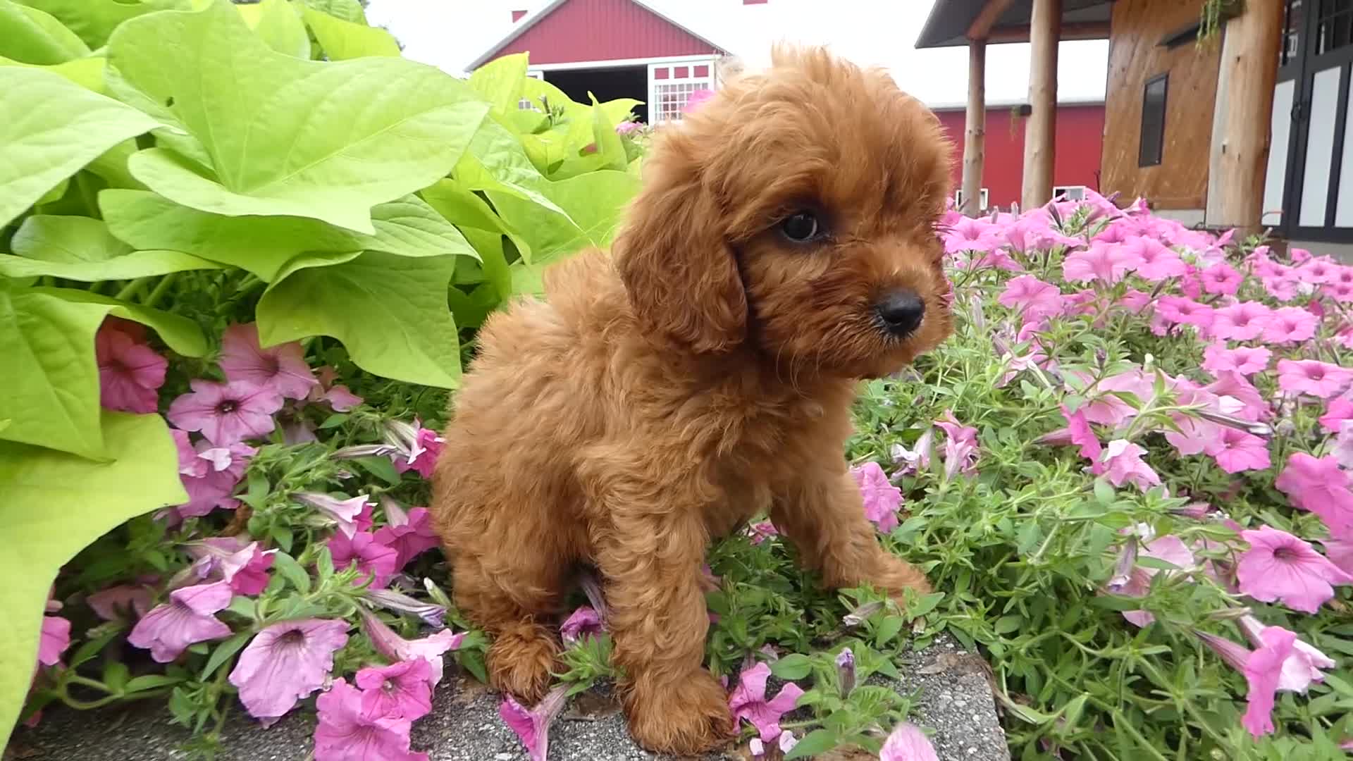 Cavapoo dogs for sale: Cavapoo 2 Marshall - Video 1
