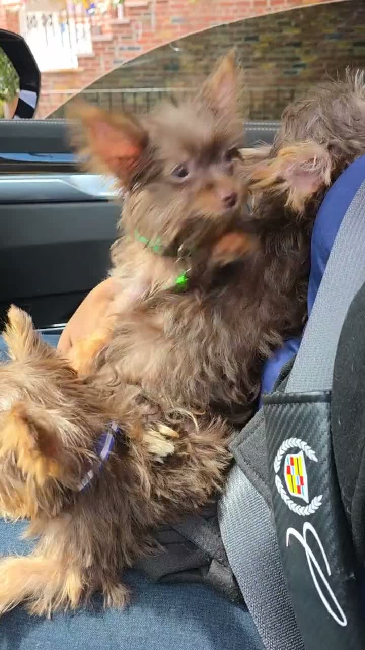 Yorkshire Terrier dogs for sale: Yorkshire Terrier 1 - Video 1