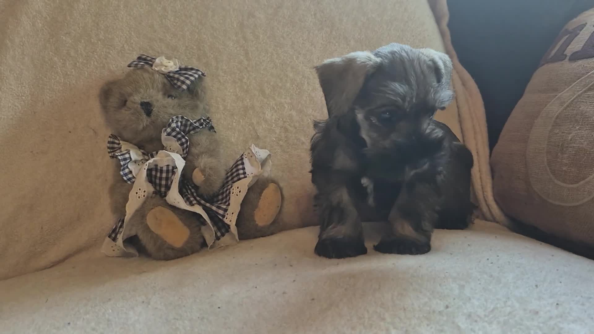 Miniature Schnauzer dogs for sale: Molly - Video 4