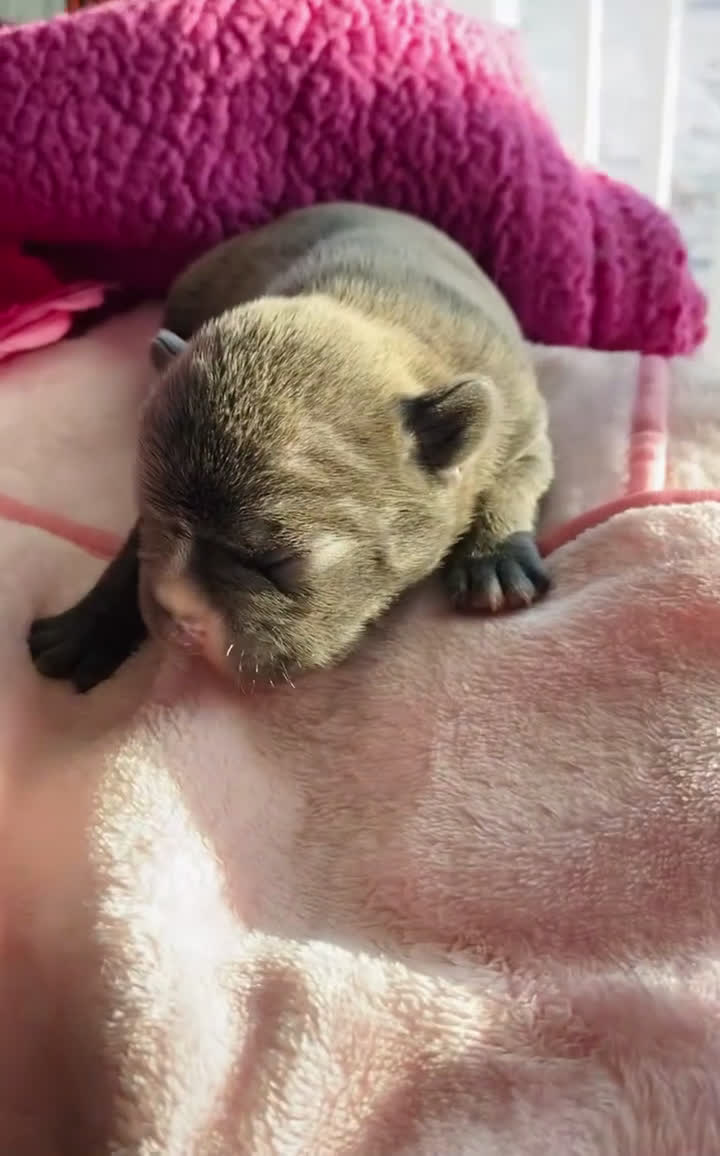 French Bulldog dogs for sale: French Bulldog Puppy 4 - Video 1