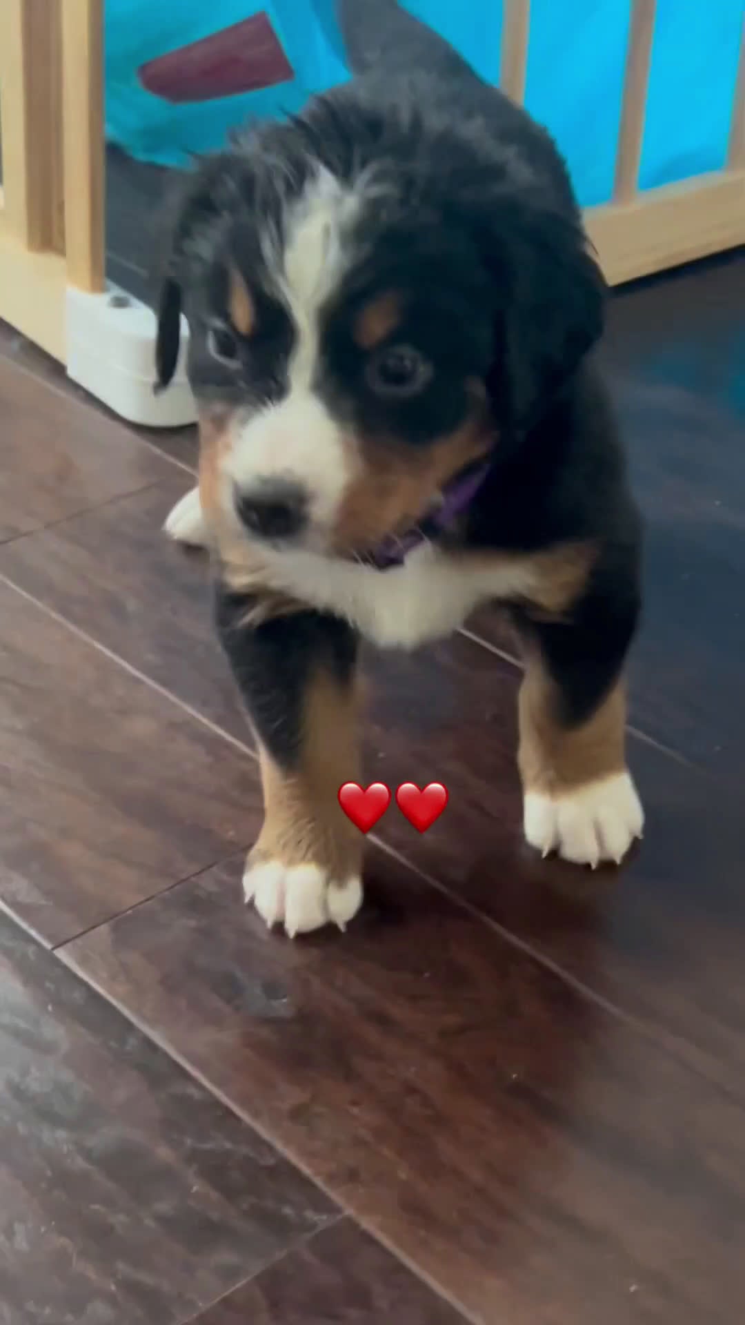 Bernese Mountain Dog dogs for sale: Bernese Mountain Dog Puppy 2 - Video 1