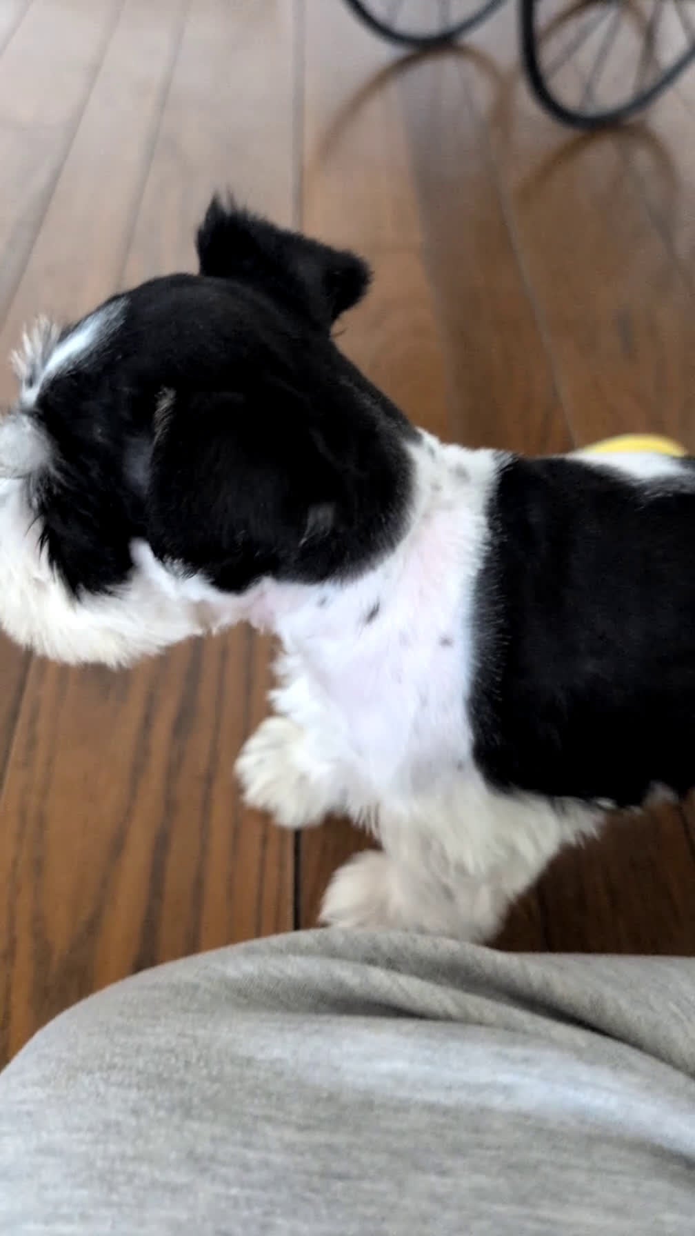 Miniature Schnauzer dogs for sale: Mason - Video 1