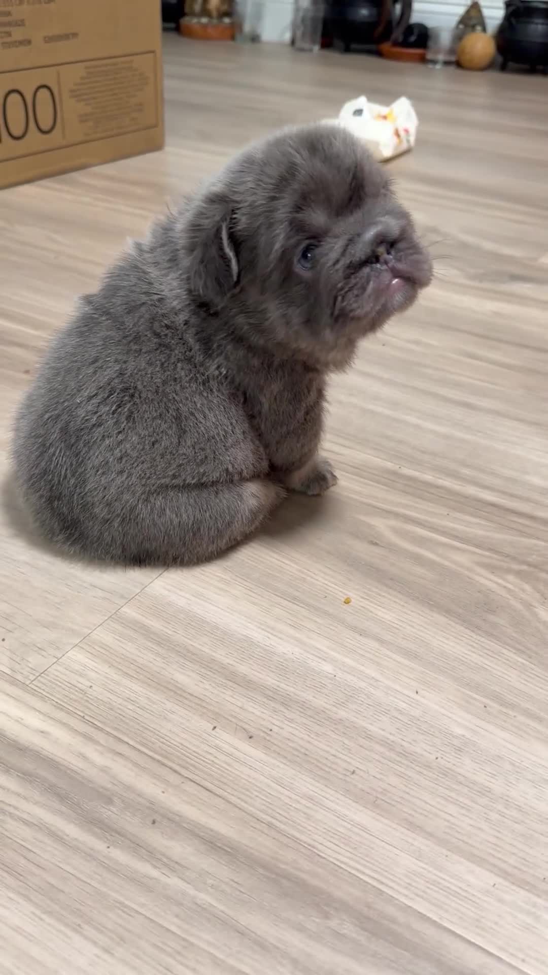 French Bulldog dogs for sale: Blueberry  - Video 3