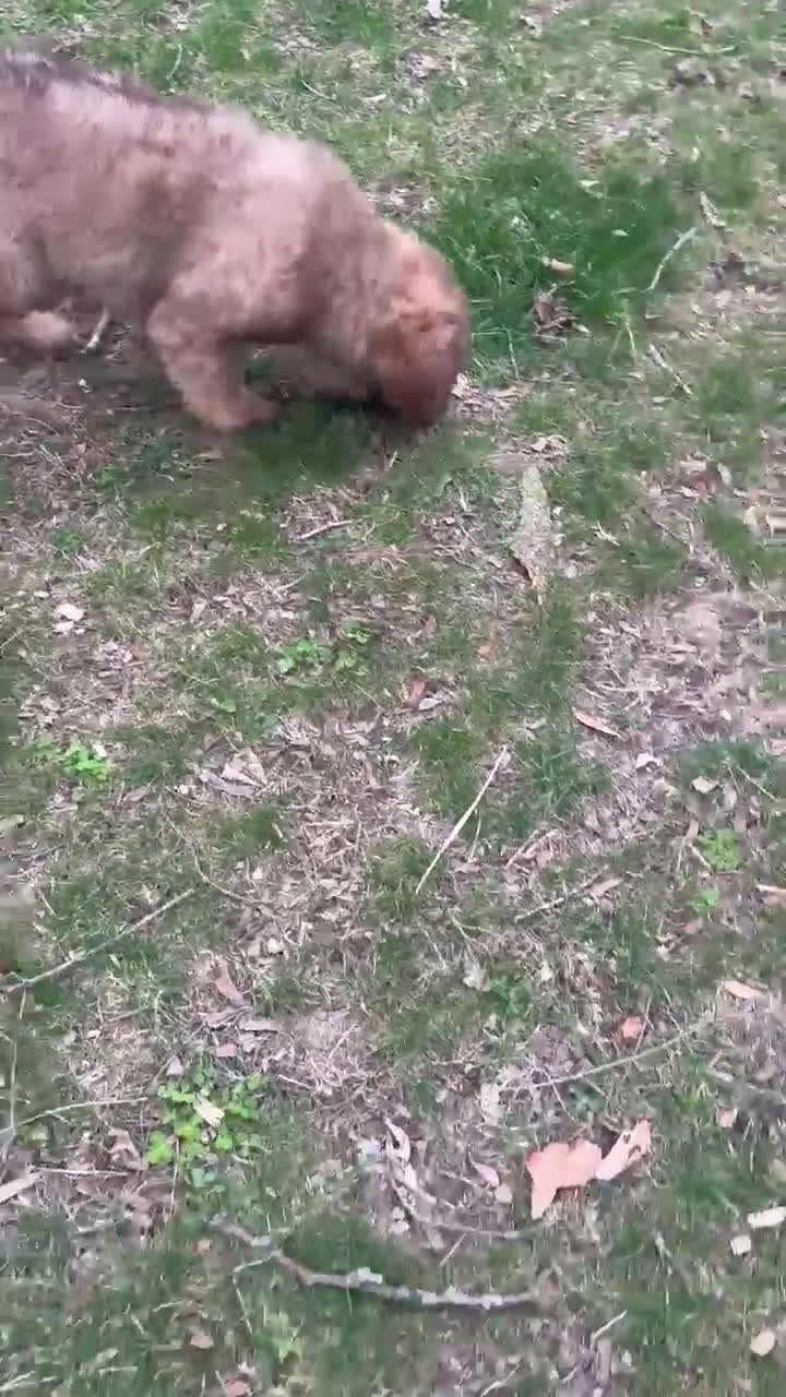 Saint Berdoodles dogs for sale: Lilly - Standard F1b - Video 1