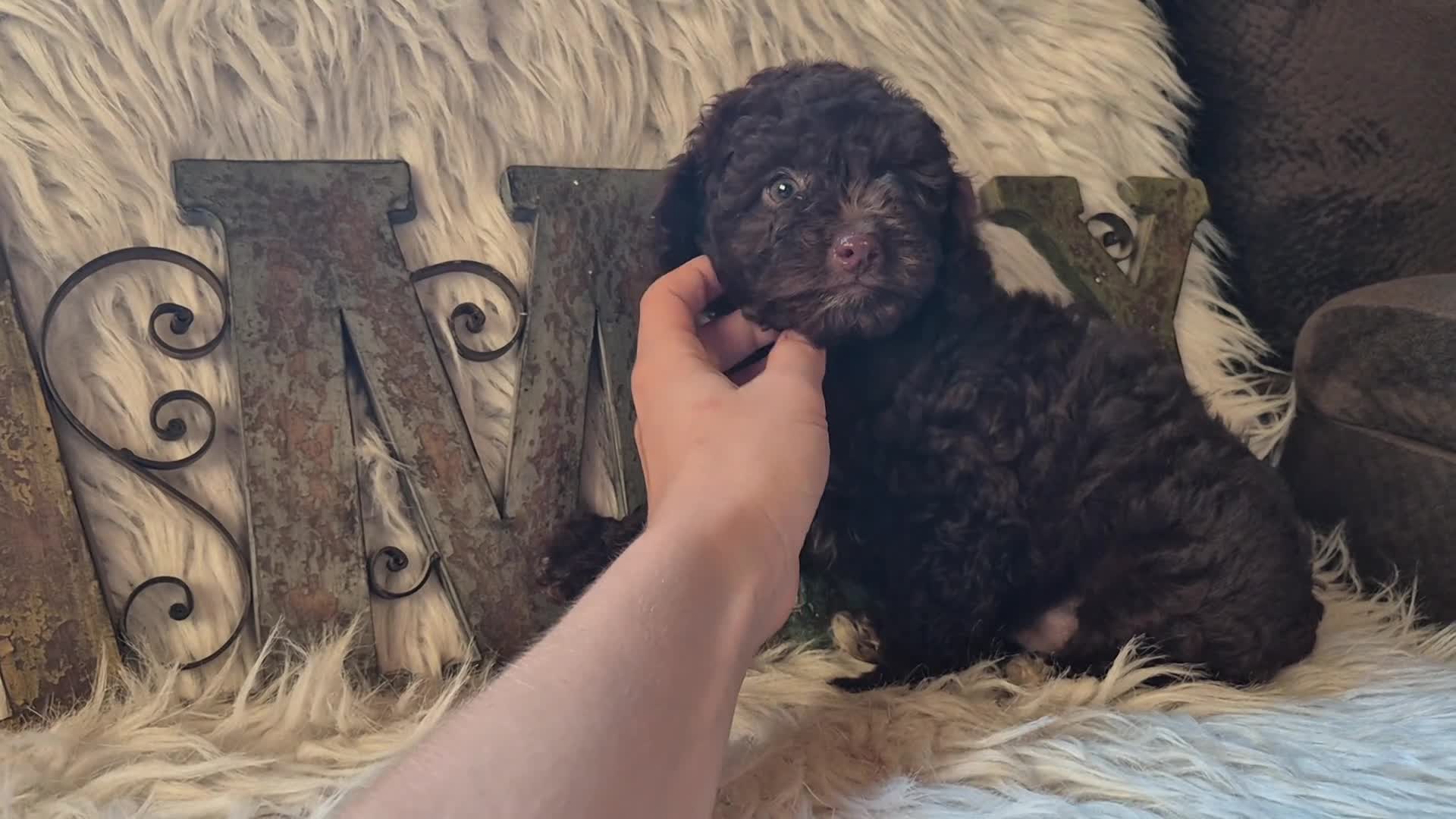 Miniature Poodle dogs for sale: Miniature Poodle 1 - Video 2