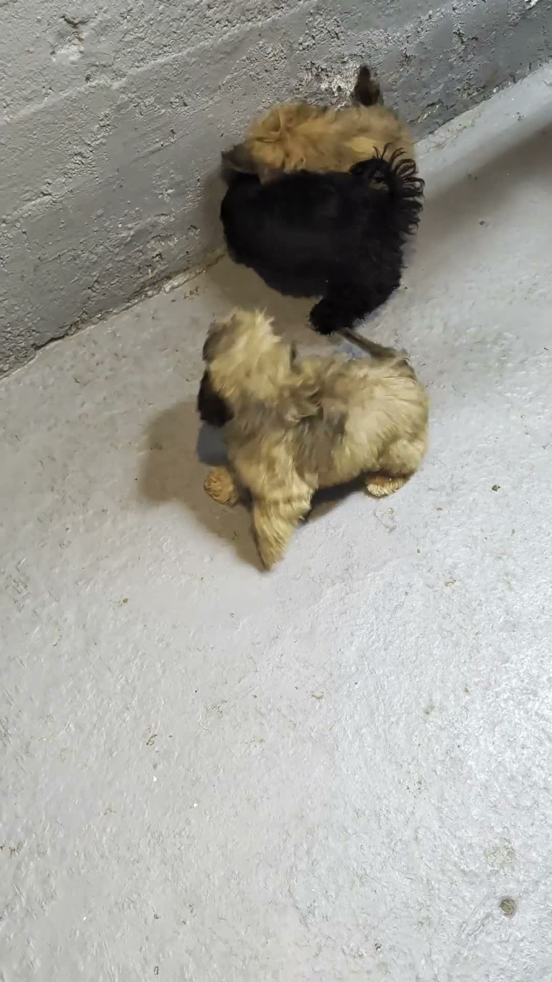 Shihpoo dogs for sale: Shihpoo 2 - Video 2