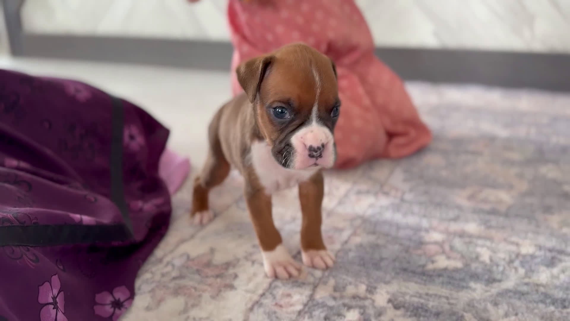 Boxer dogs for sale: Champ  - Video 3