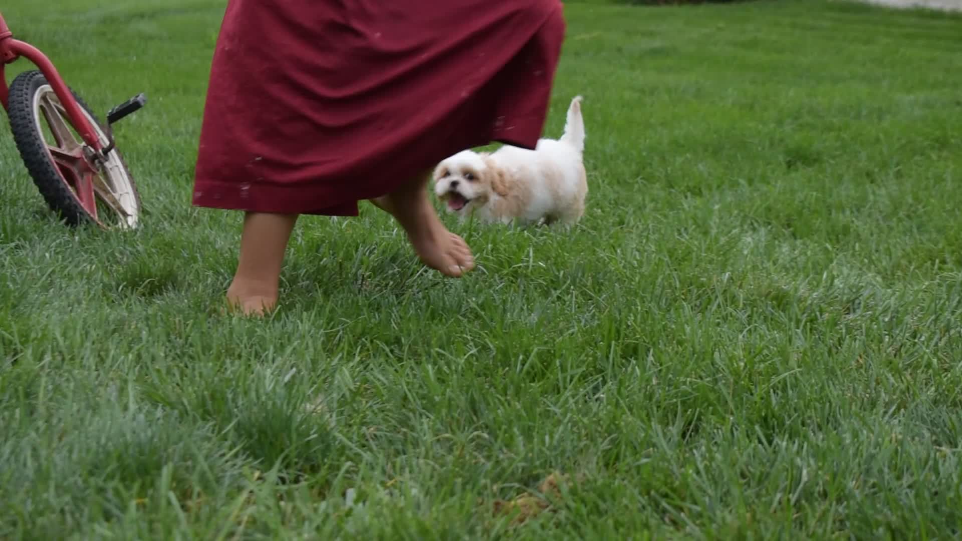 Mixed Breed dogs for sale: Timber - Video 1