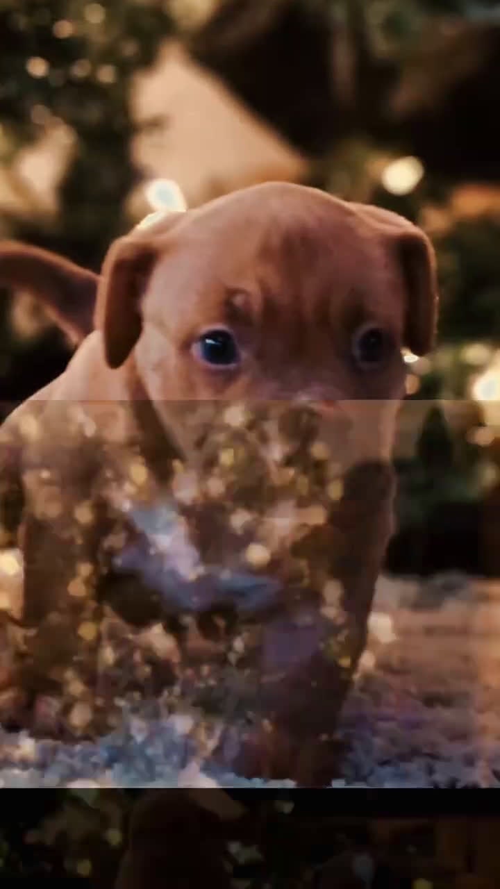 American Bully dogs for sale: American Bully Puppy 1 - Video 1