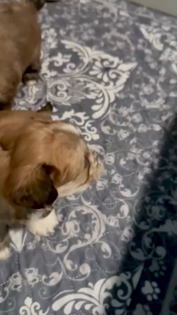 Shih Tzu dogs for sale: Biscuit  - Video 3