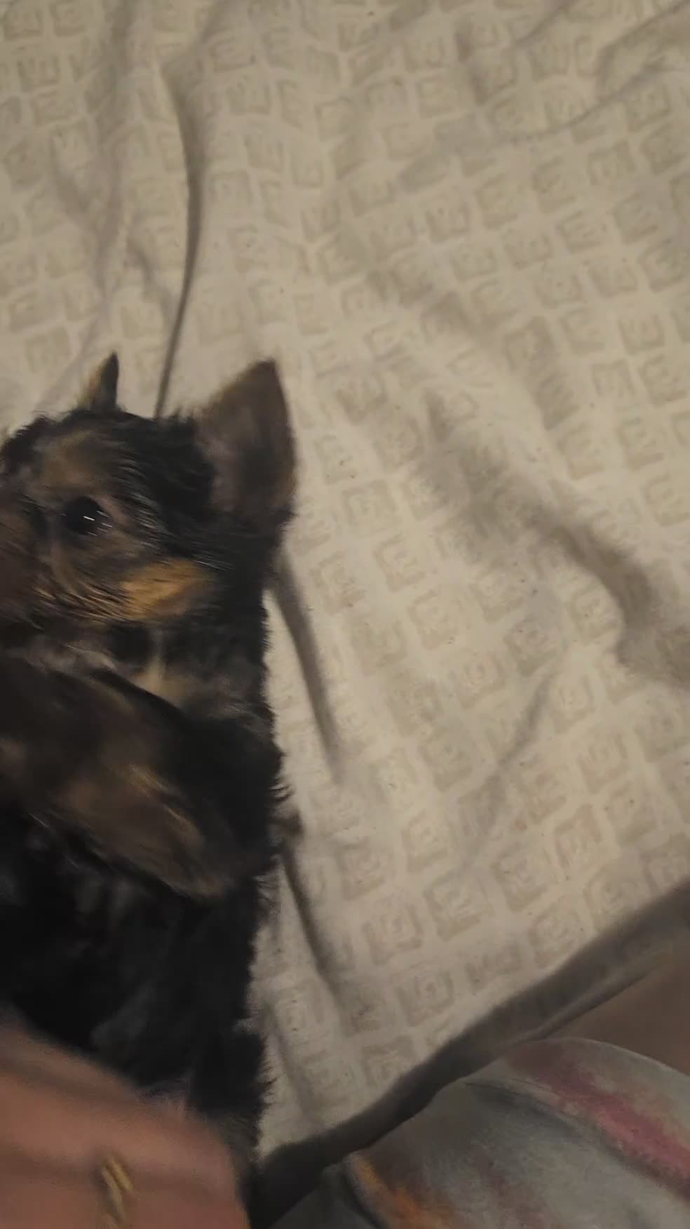 Yorkshire Terrier dogs for sale: Biggie  - Video 1