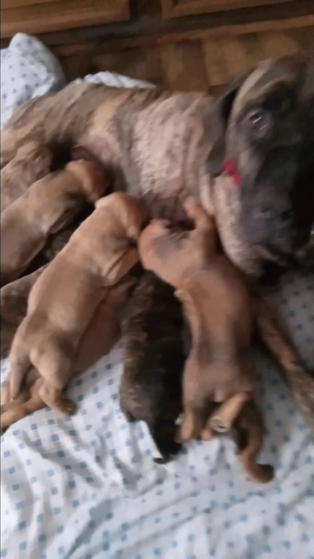 Presa Canario dogs for sale: Presa Canario Puppy 4 - Video 1