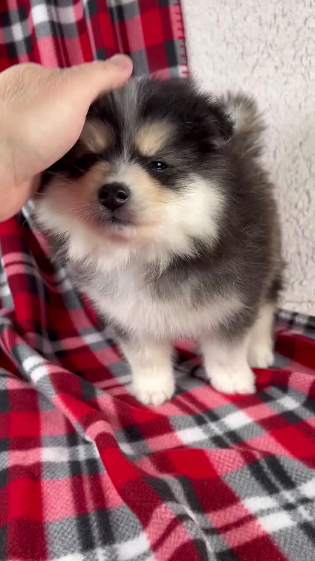 Pomsky dogs for sale: Jasper - Video 1