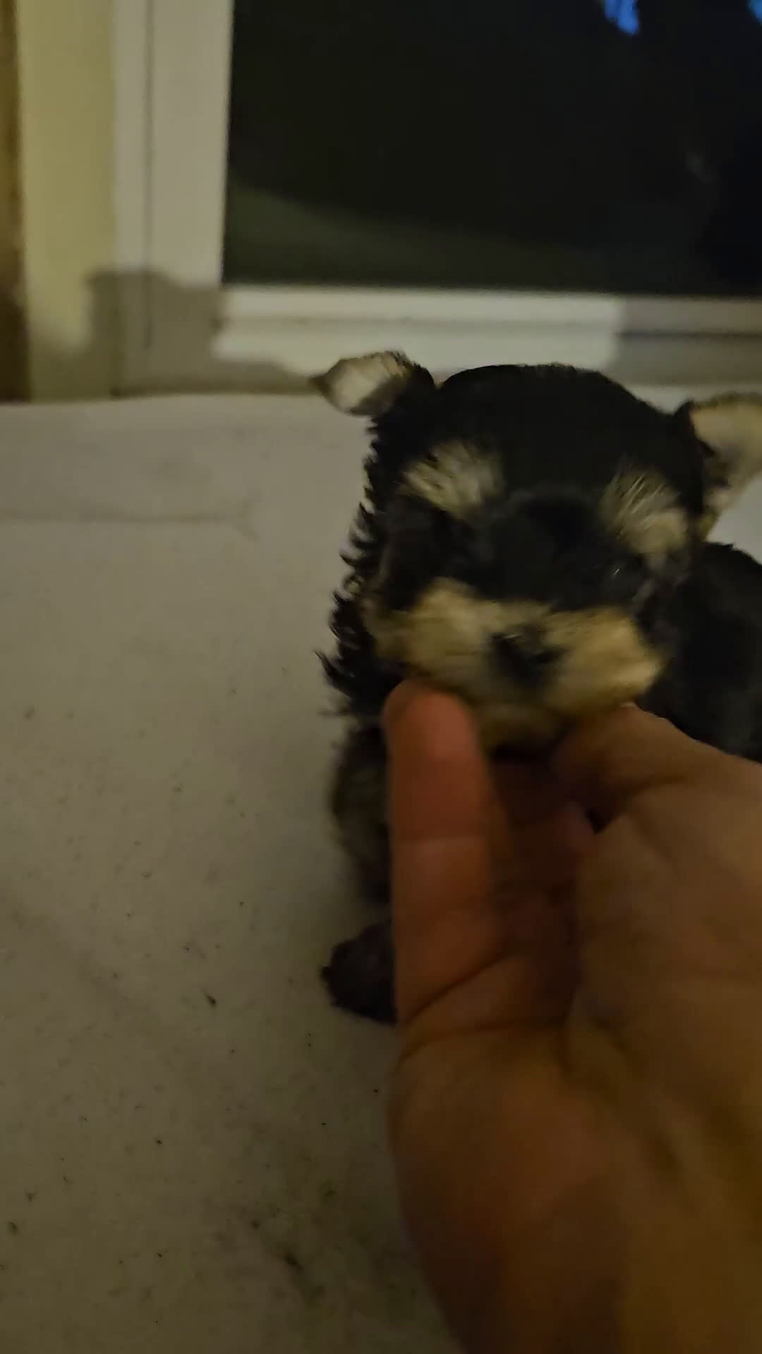 Yorkshire Terrier dogs for sale: Bailey (tcup size) - Video 1