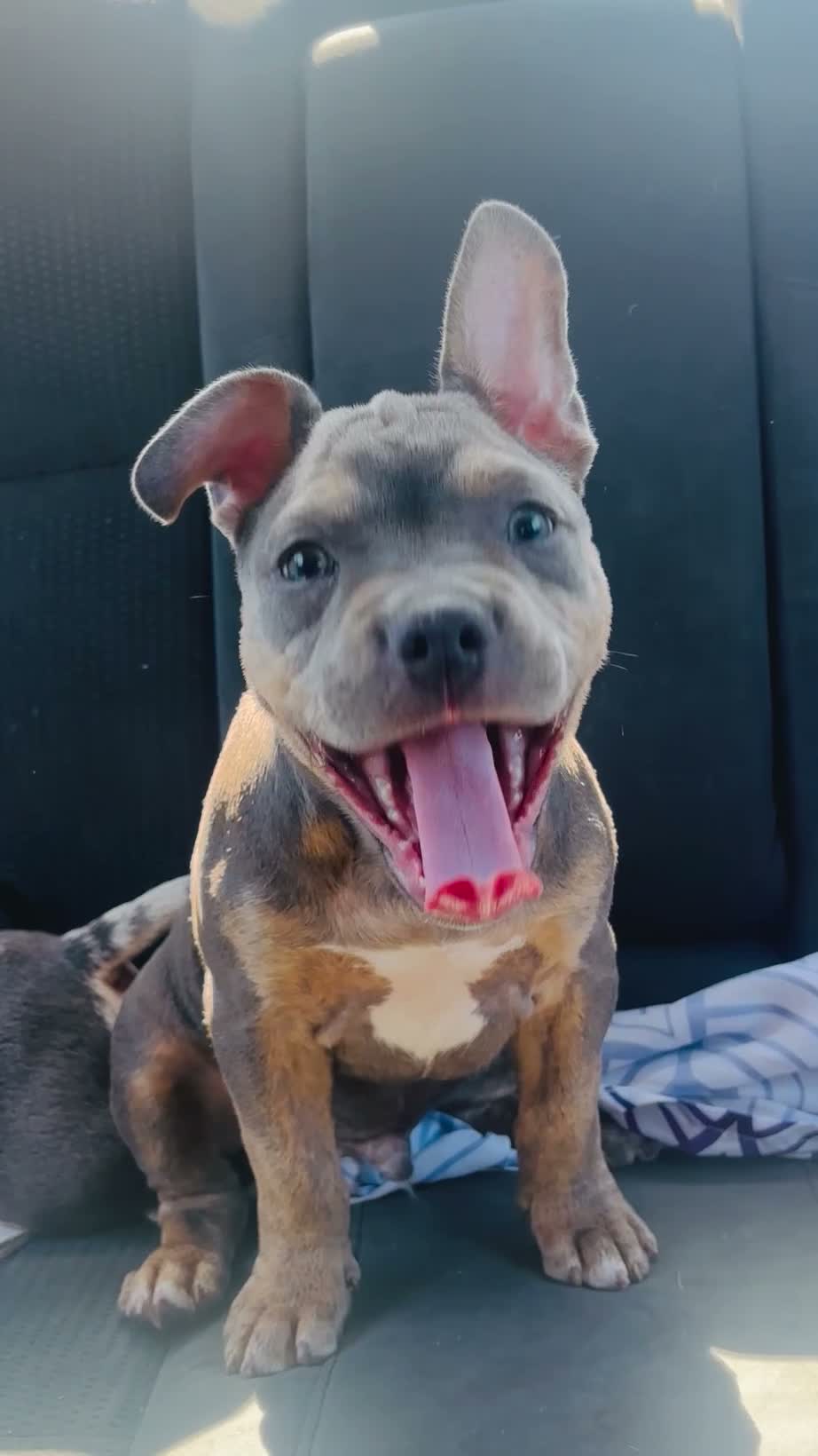 American Bully dogs for sale: Blue - Video 4