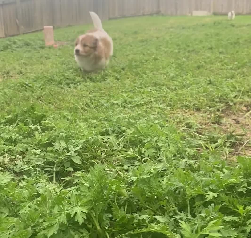 Mini Aussiedoodle dogs for sale: Athena - Video 1