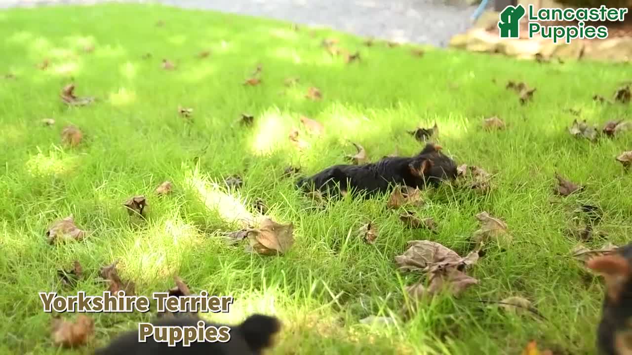 Yorkshire Terrier dogs for sale: Waffles - Video 1