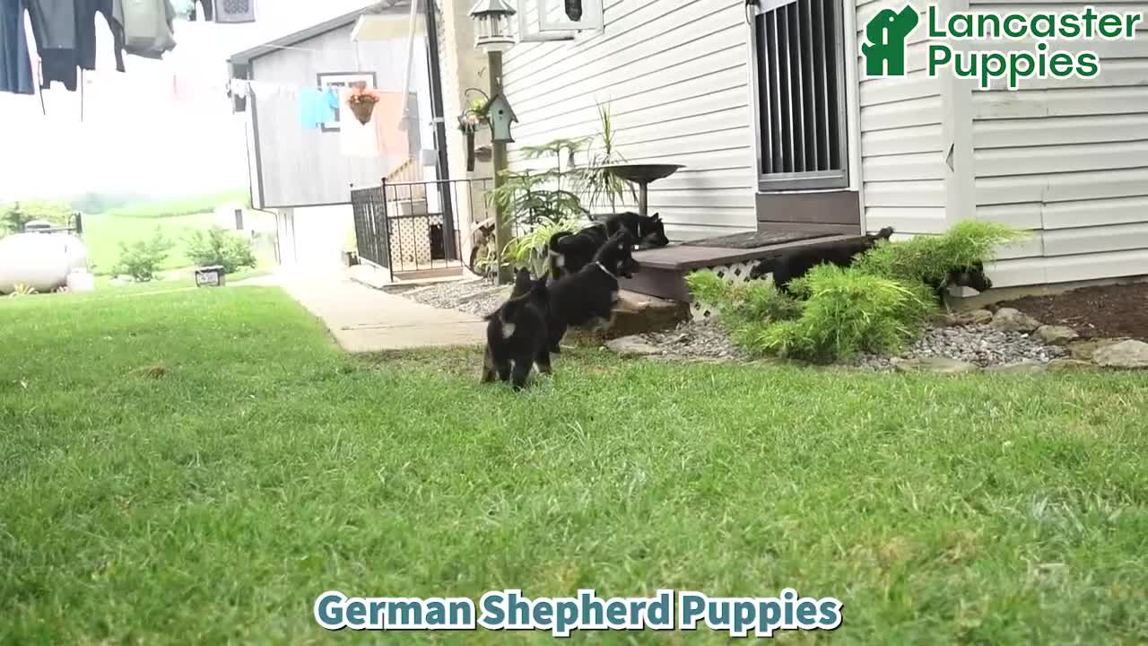German Shepherd dogs for sale: Leslie - Video 1