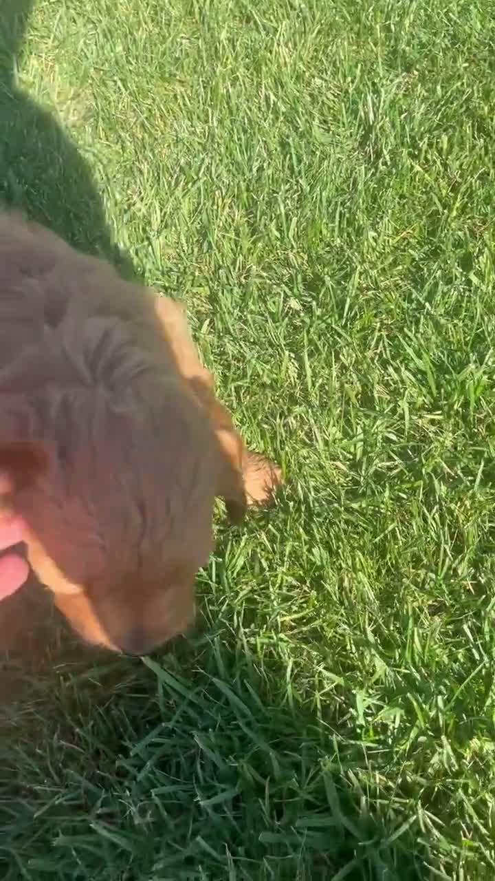 Mini Goldendoodle dogs for sale: Gus - Video 1