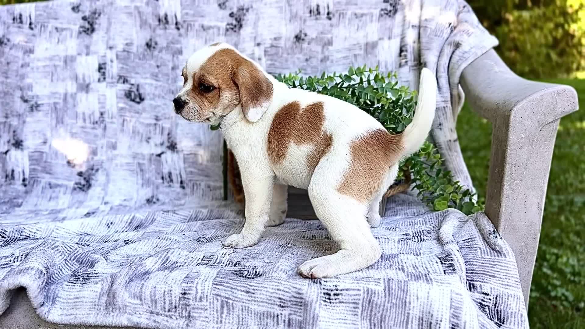 Puggle dogs for sale: Chester - Video 1