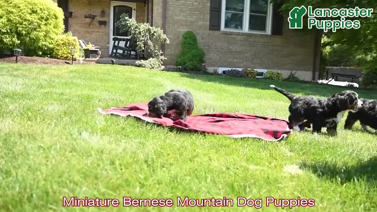 Miniature Bernese Mountain Dog dogs for sale: Dicky - Video 1