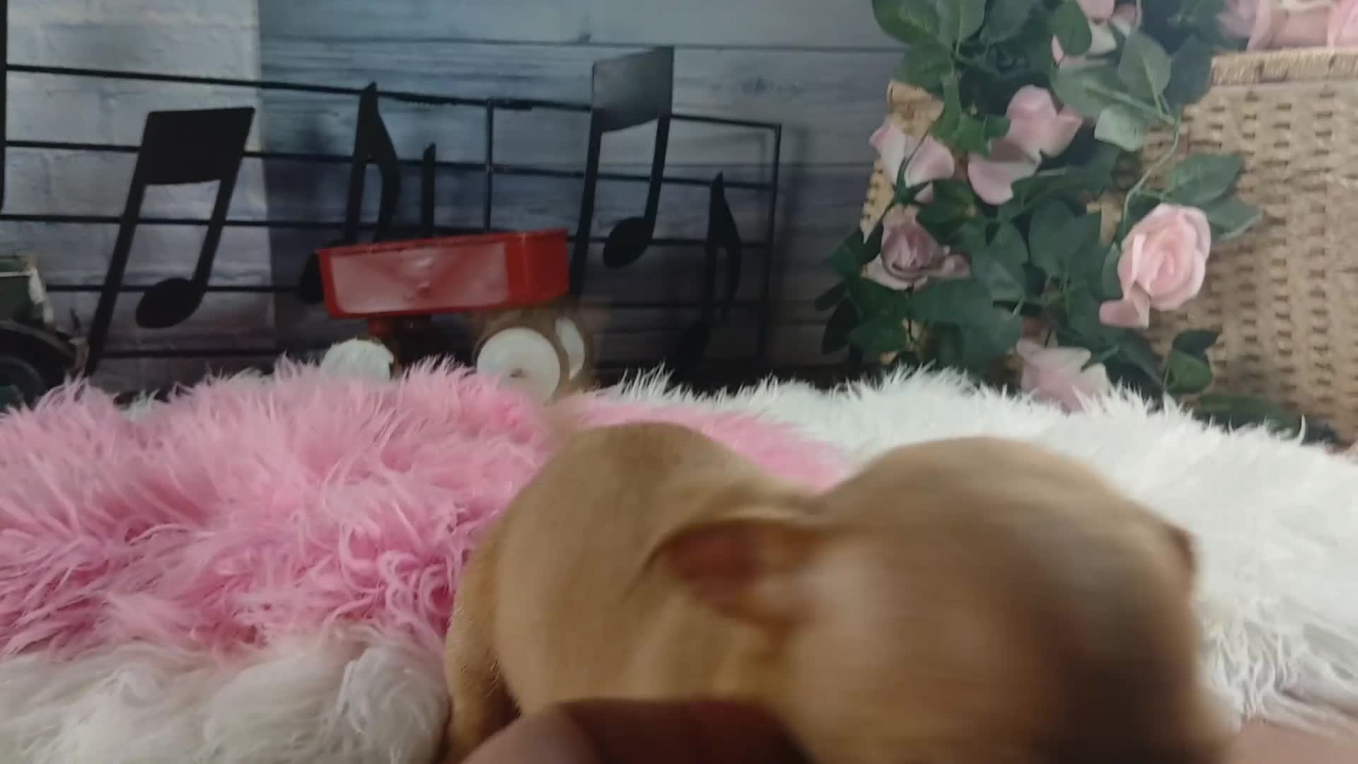 Chihuahua dogs for sale: White girl chi 2. Hand delivery  - Video 4