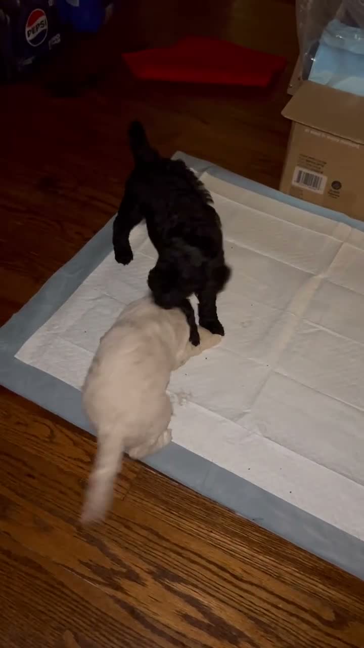 Goldendoodle dogs for sale: Miss Blackie - Video 1