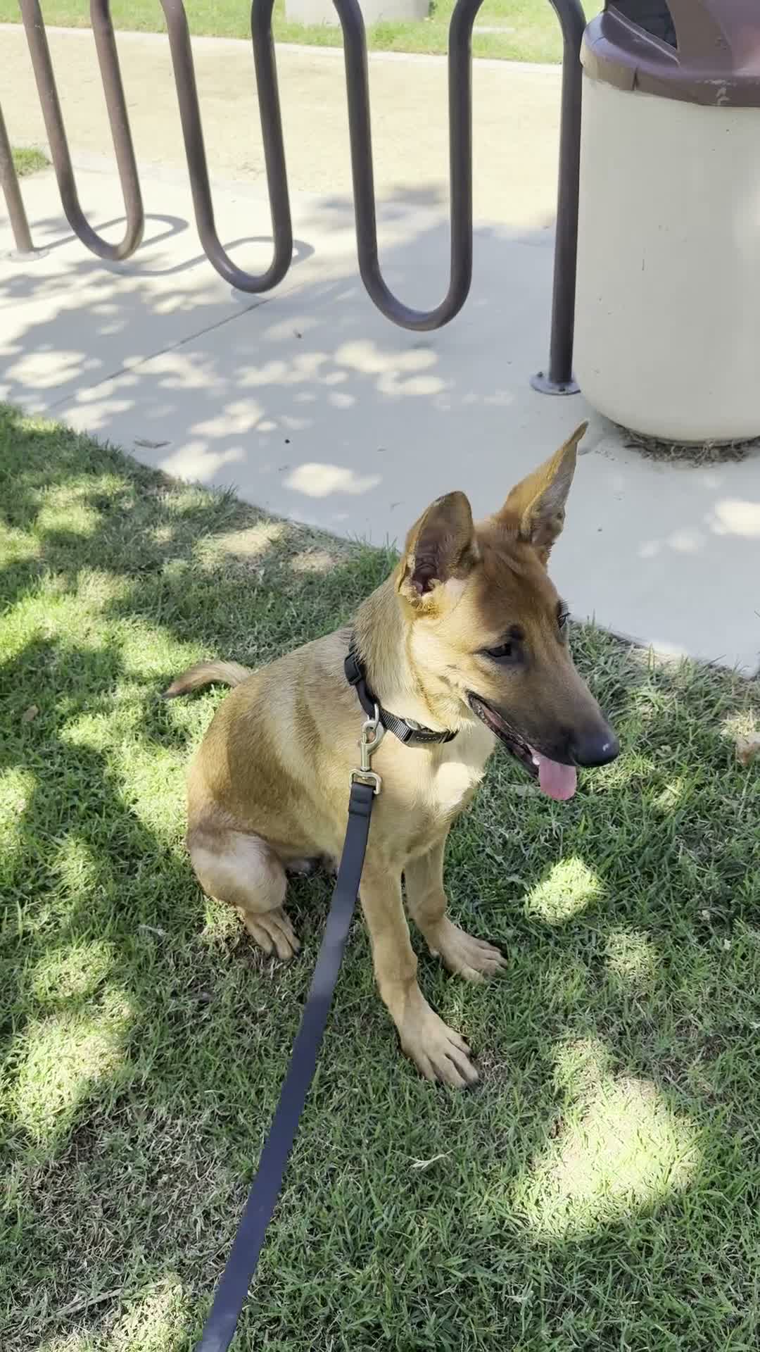 Mixed Breed dogs for sale: Apollo - Video 5
