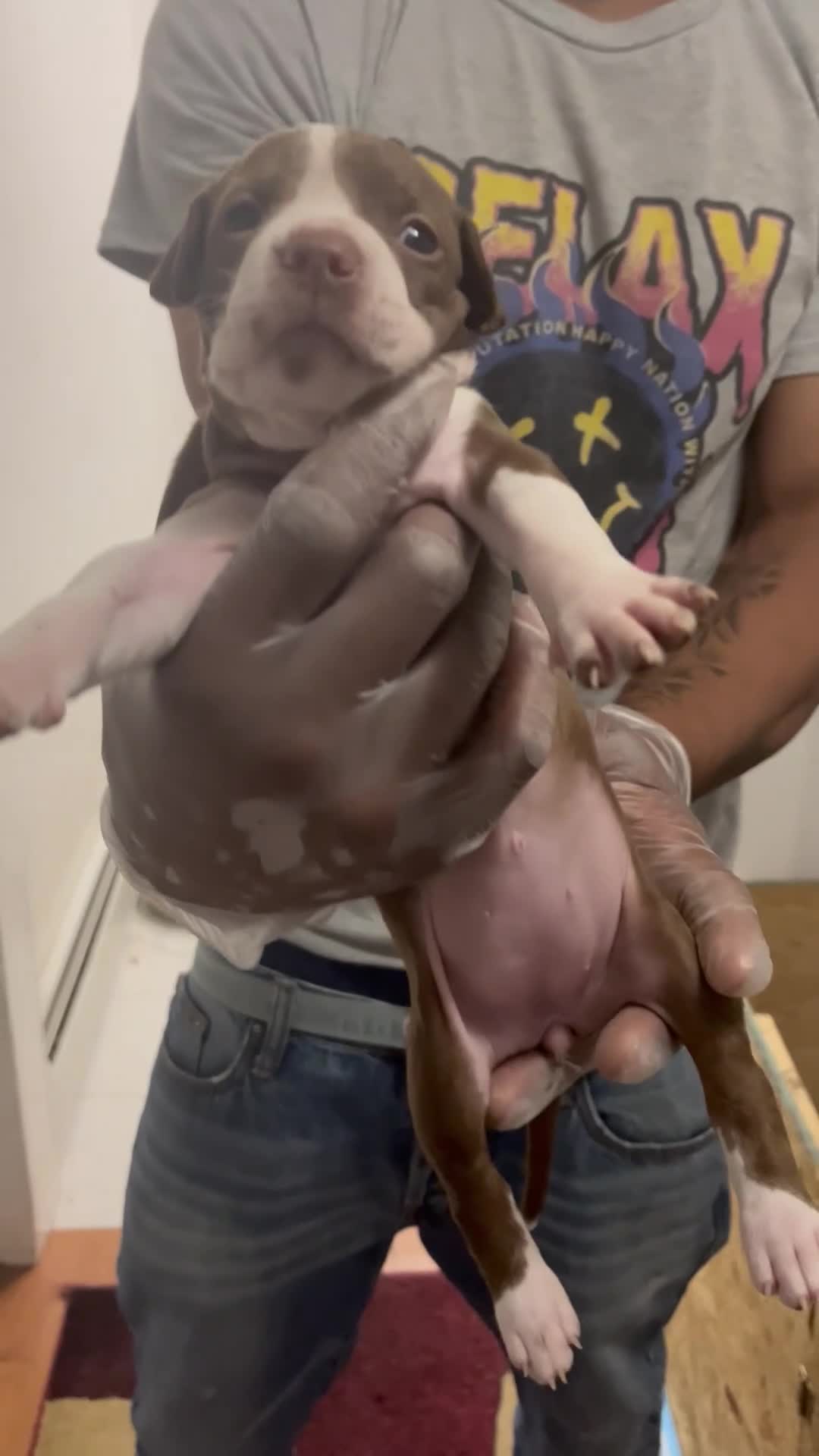 American Pit Bull Terrier dogs for sale: American Pit Bull Terrier 5 - Video 2