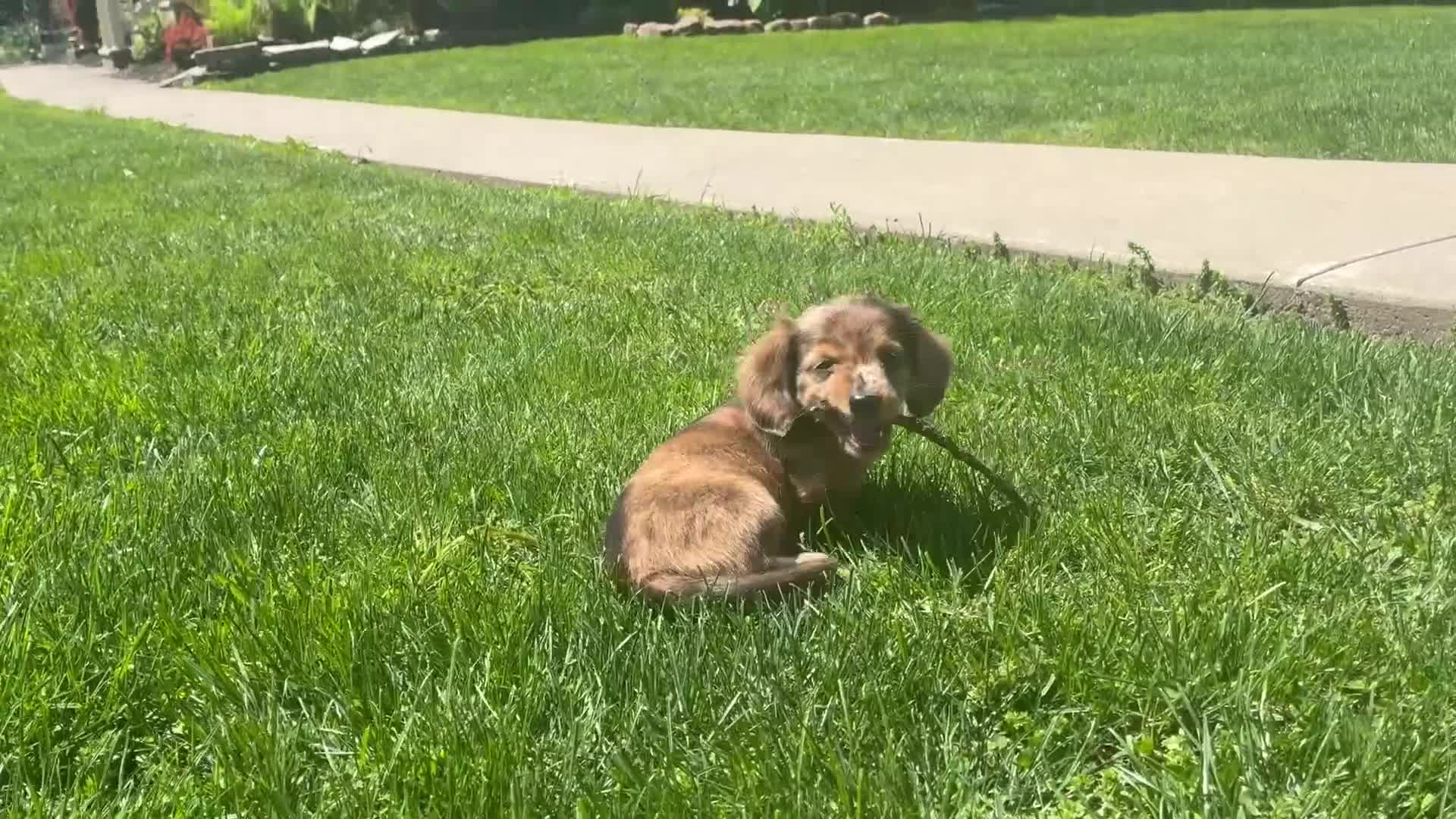 Miniature Dachshund dogs for sale: Clifford  - Video 1