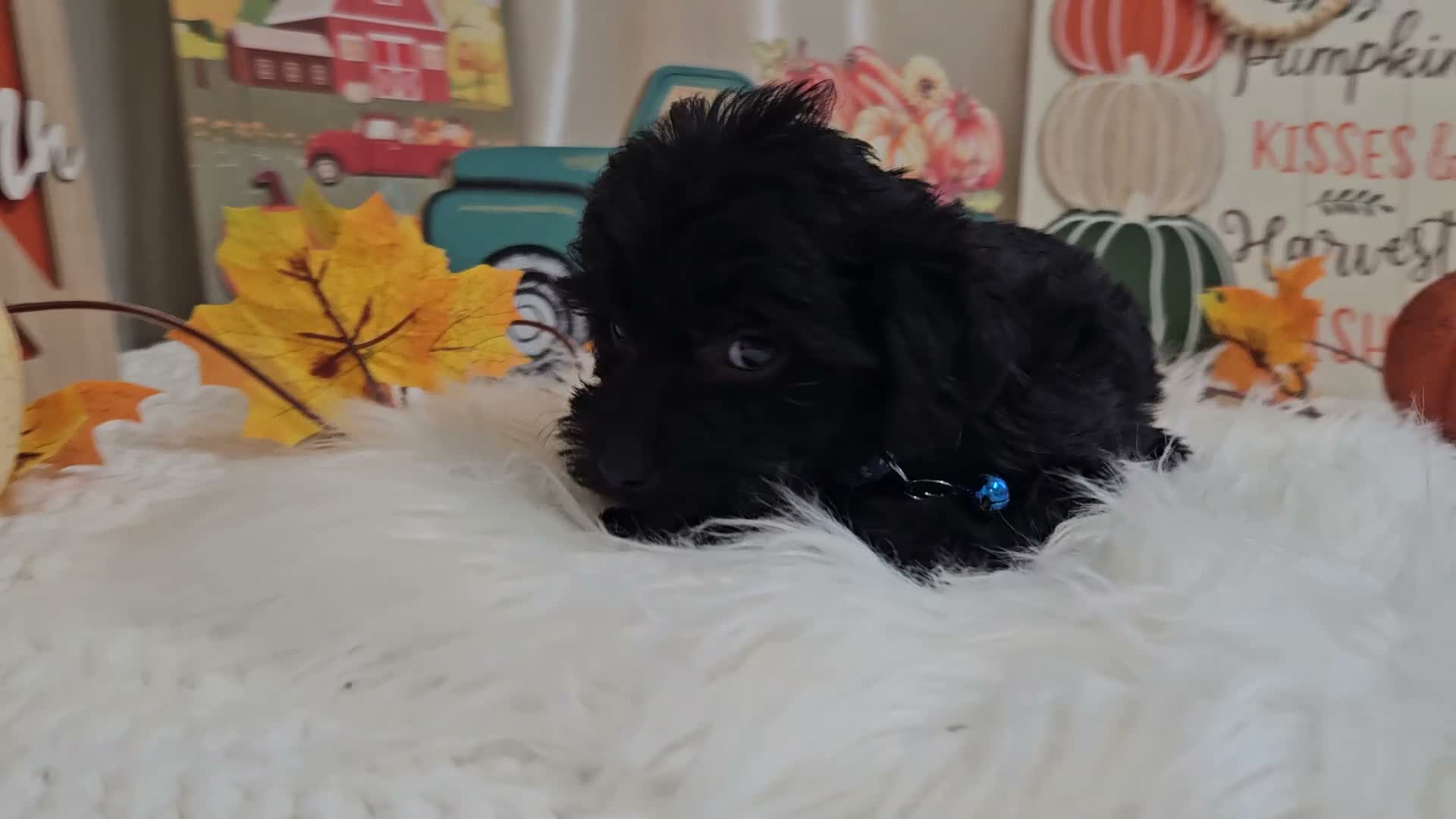 Yorkiepoo dogs for sale: Ace J. - Video 1