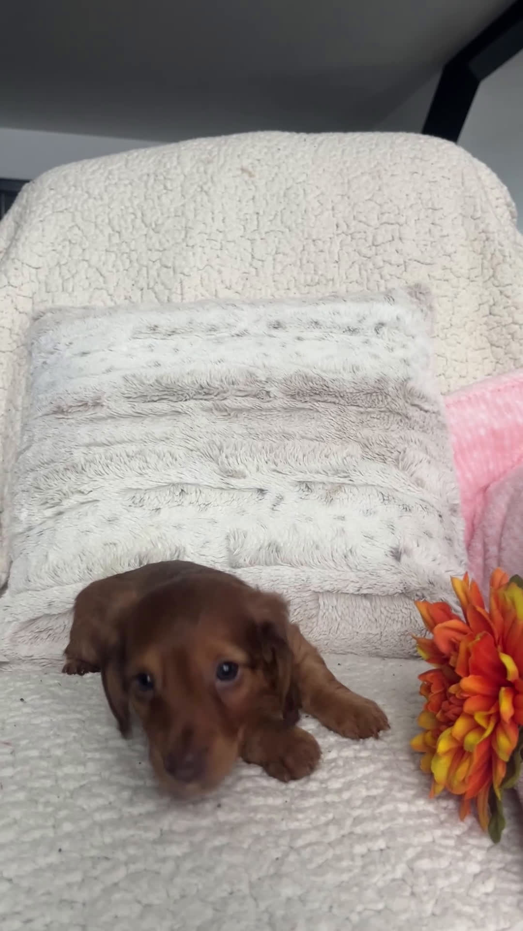 Miniature Dachshund dogs for sale: Kathy - Video 2