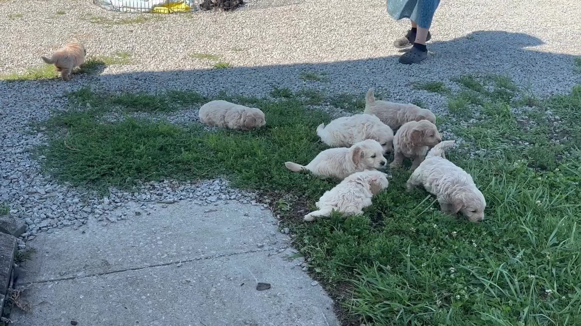 Mini Goldendoodle dogs for sale: Judy - Video 2