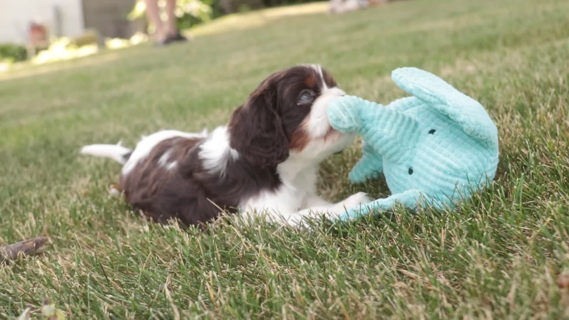 Cavalier King Charles Spaniel dogs for sale: Presley Cavalier King Charles Spaniel  - Video 1