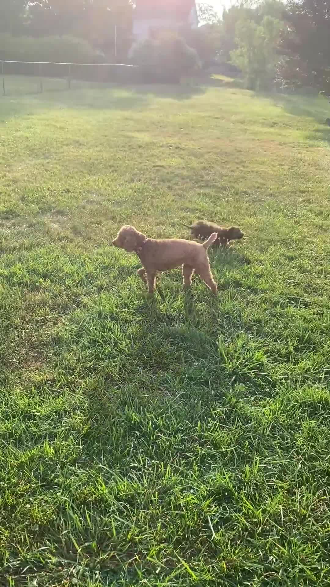 Mixed Breed dogs for sale:  5 - Video 1