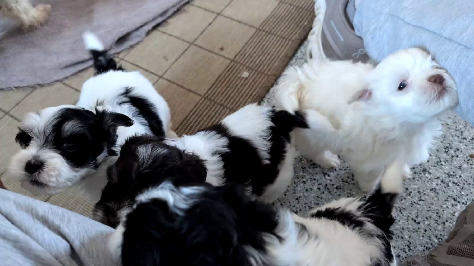 Havanese dogs for sale: Zeus - Video 6