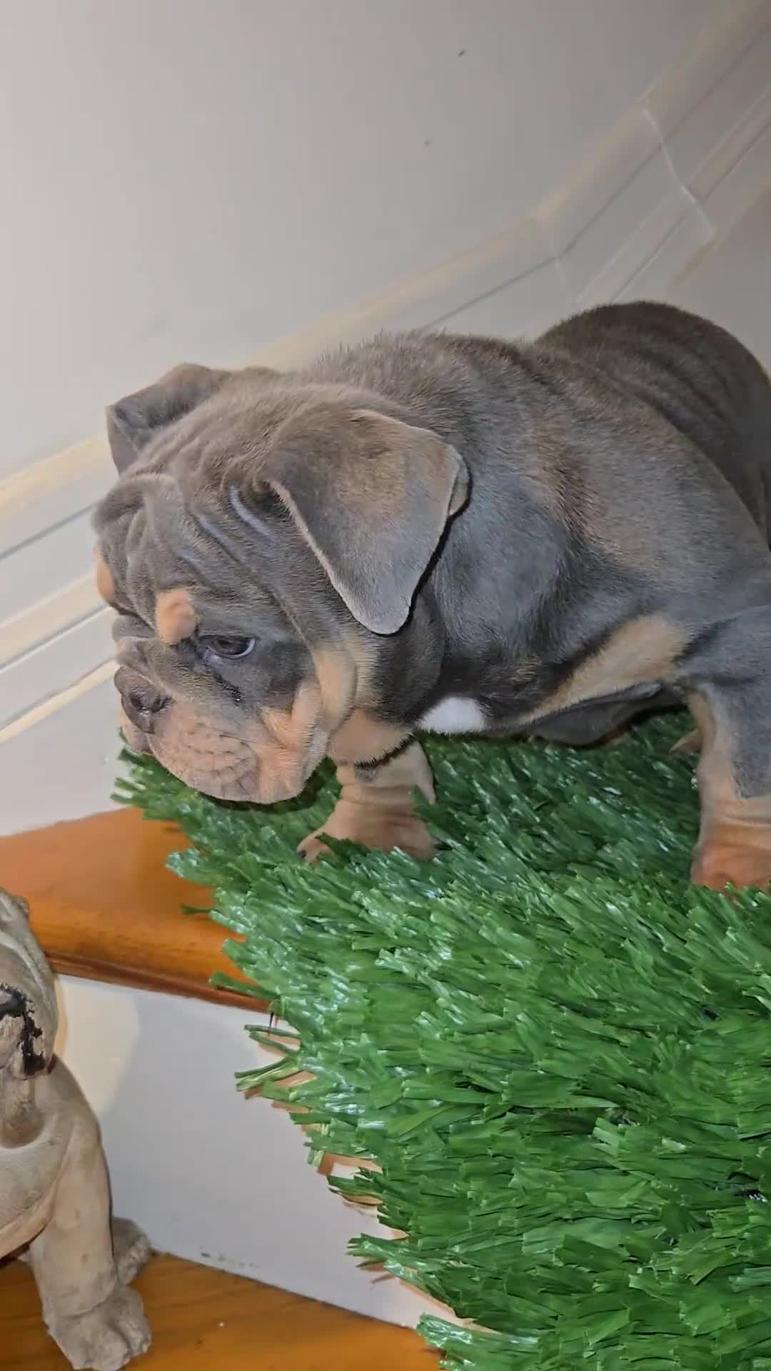 English Bulldog dogs for sale: English Bulldog Puppy 1 - Video 1