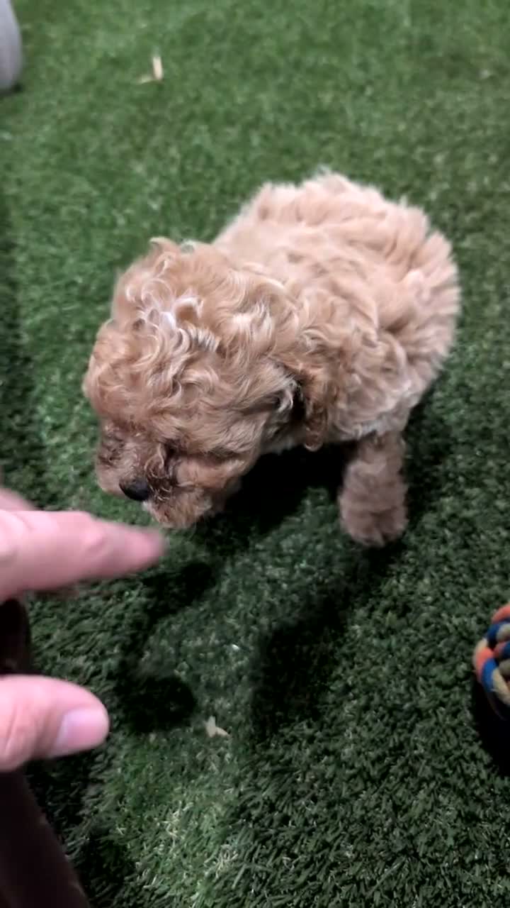 Cockapoo dogs for sale: Emmy - Video 1